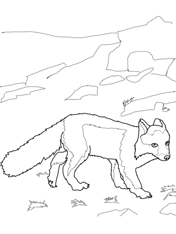 Polar Fox Coloring Page